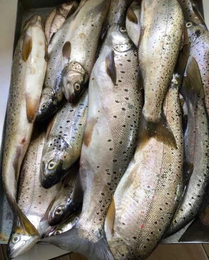 Apartmani Bakule Peštani Esterno foto